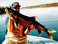 seasonal trout